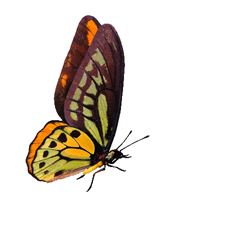 butterfly-animation-31[1]