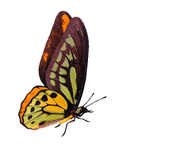 butterfly-animation-31[1]