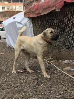 46305645_2209700645972115_4231522447125381120_n