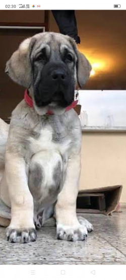 Screenshot_2019-12-28-02-30-40-96