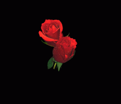 hareketli-kalbin-icindeki-kirmizi-guller