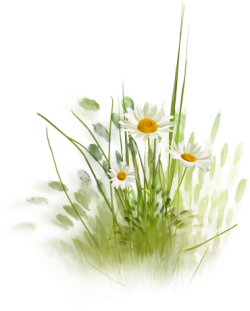 Cicek-PNG-www-nisanboard-113