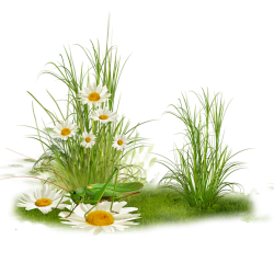 tube-png-herbe-5