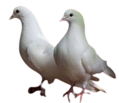 güvercin 44