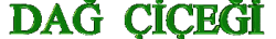 DAĞ ÇİÇEGİ