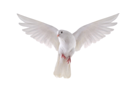 duvar-resimleri-ucan-guvercin.jpg-removebg-preview