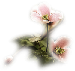 0000_gyonyoru_eglantine-2