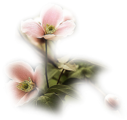 0000_gyonyoru_eglantine