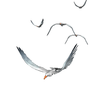 1275780_dd161