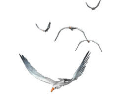 1275780_dd161