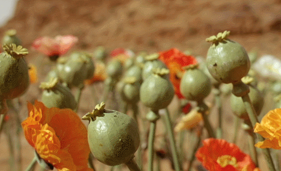 GIF 2026-1-27 1-47-28